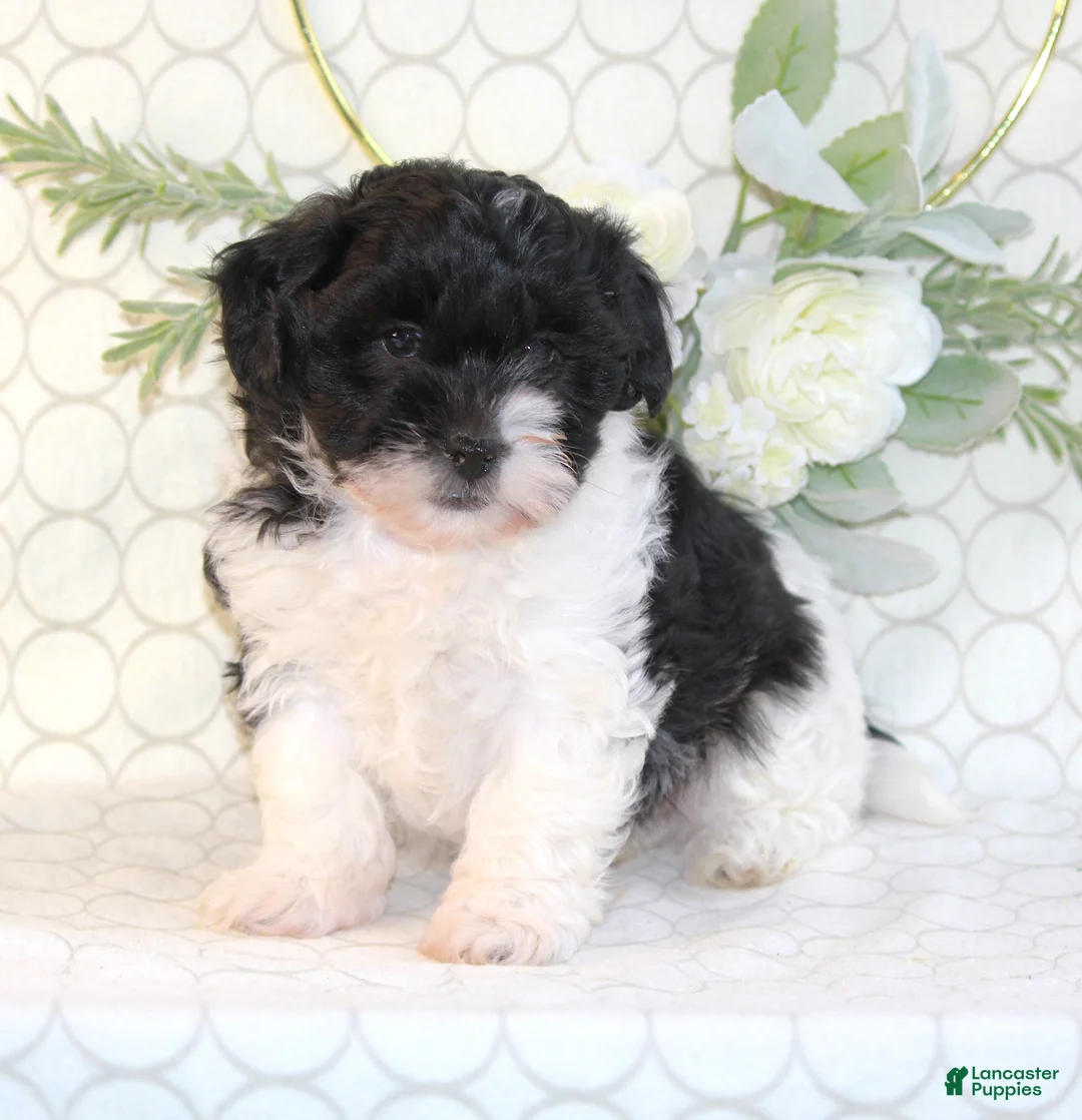 Shihpoo dogs for sale: Rylo - Ad 5