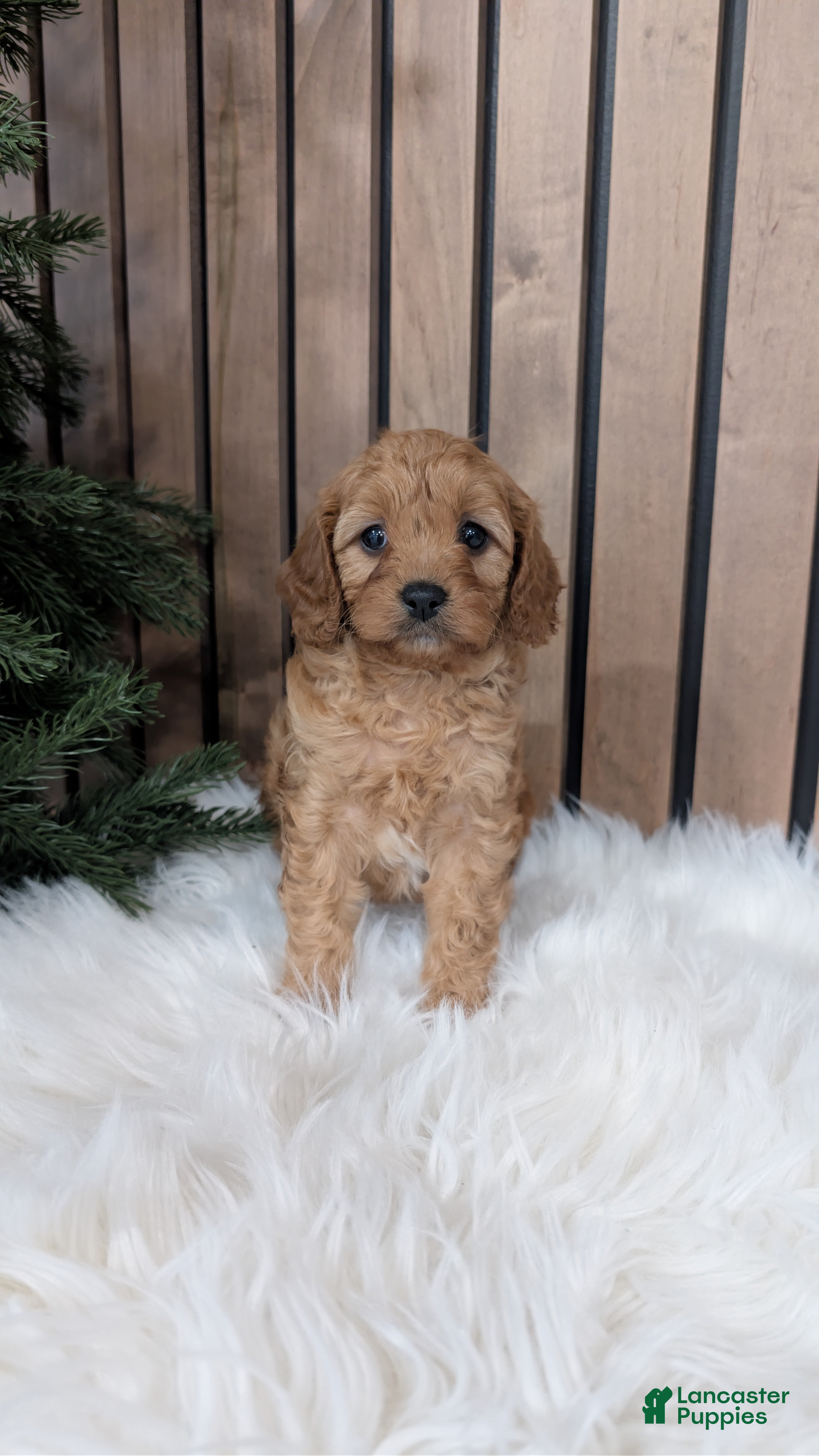 Cavapoo dogs Annika - Ad 18