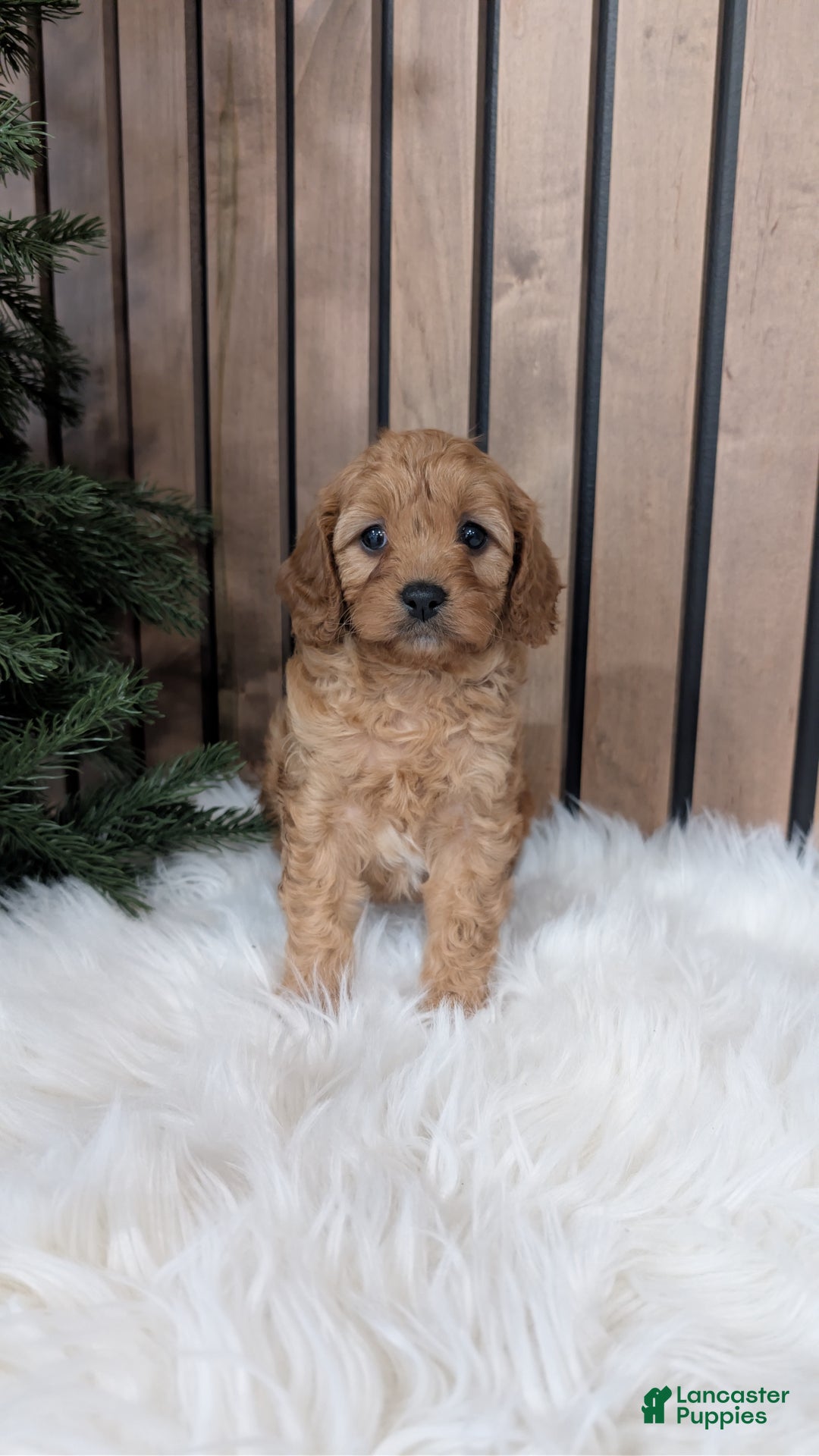 Cavapoo dogs for sale: Annika - Ad 1