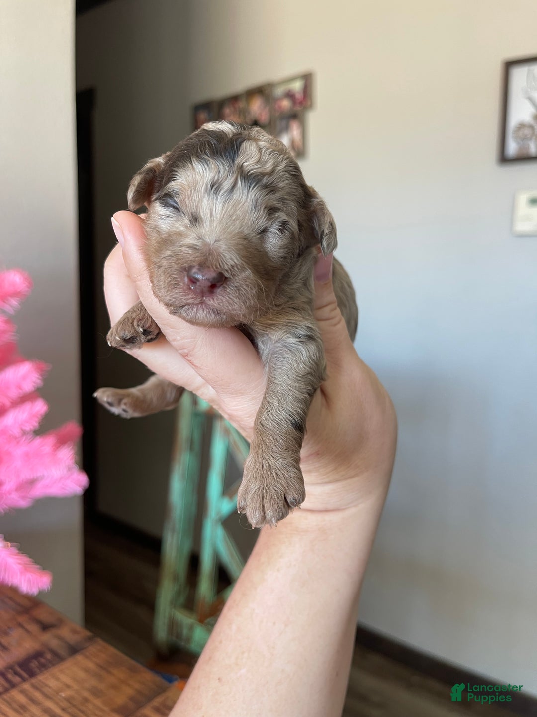 Miniature Poodle dogs for sale: Akc Chocolate Merle Phantom boy 2 - Ad 3
