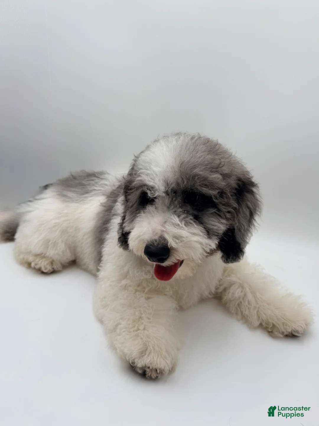 Mini Goldendoodle dogs for sale: Nonna - Ad 3