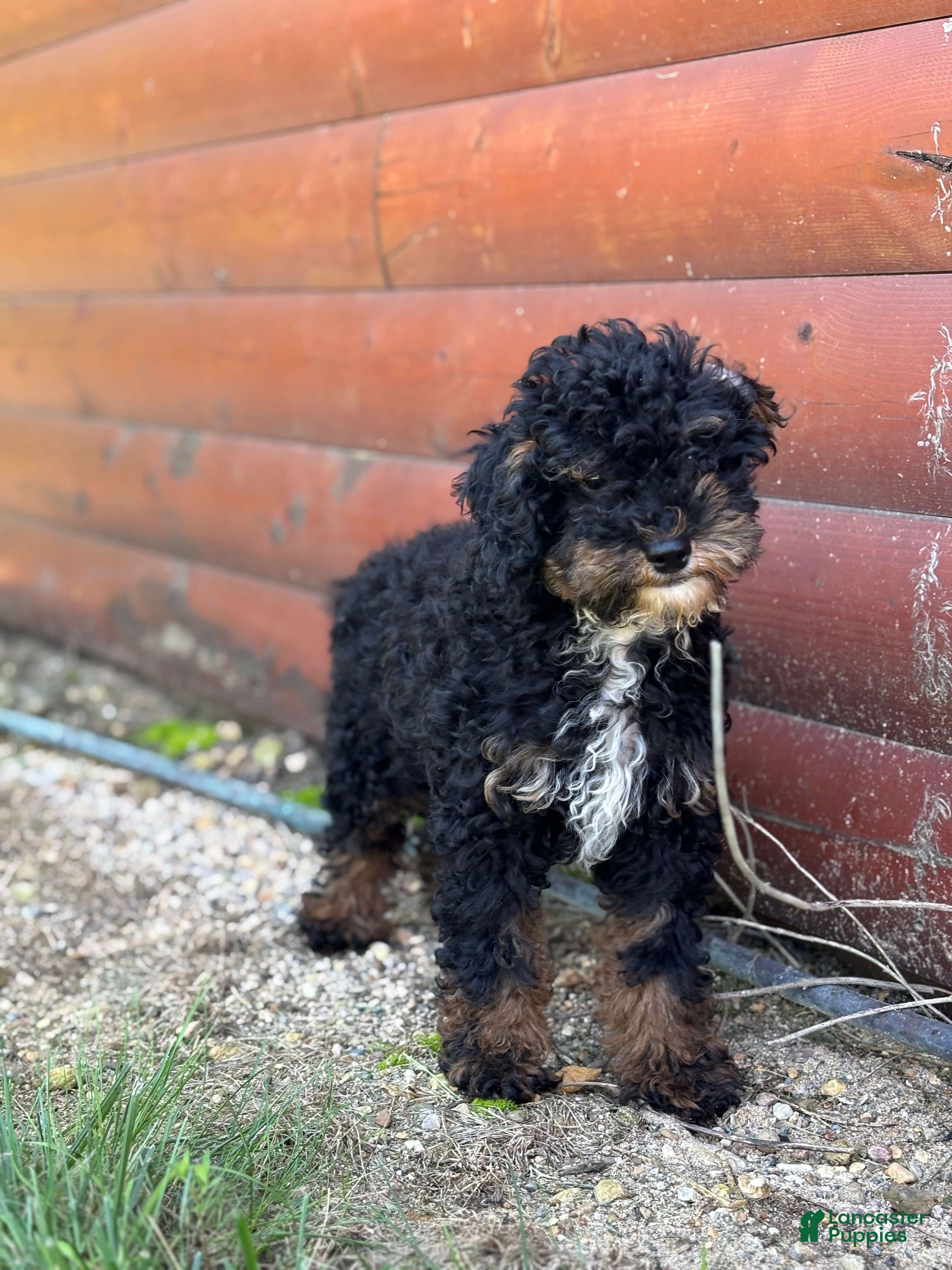 Miniature Poodle dogs Etta Financing Available - Ad 1