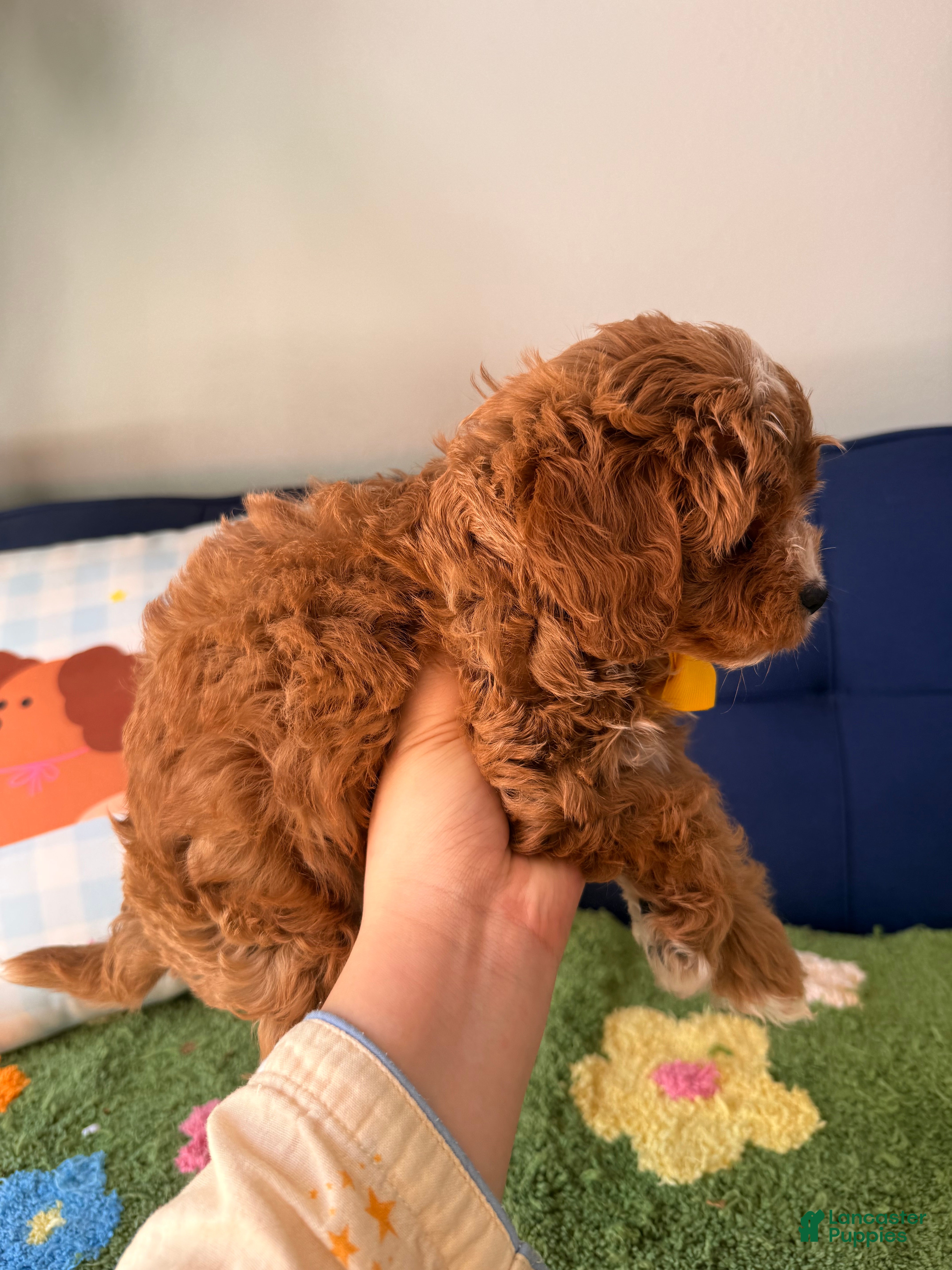 Cavapoo dogs for sale: bobby - Ad 2