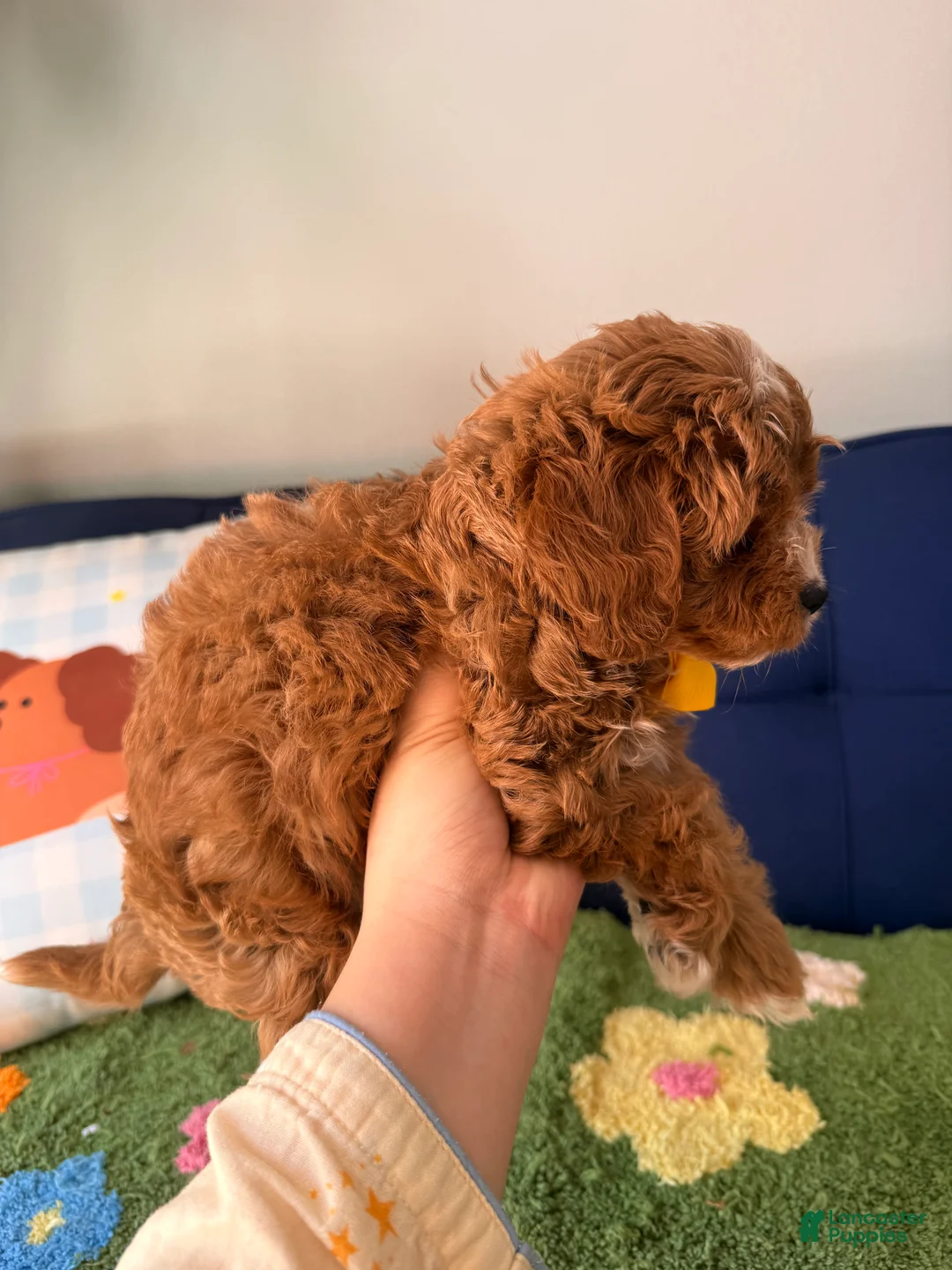 Cavapoo dogs for sale: bobby - Ad 2