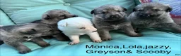 German Shepherd dogs for sale: Jack  - Ad 21