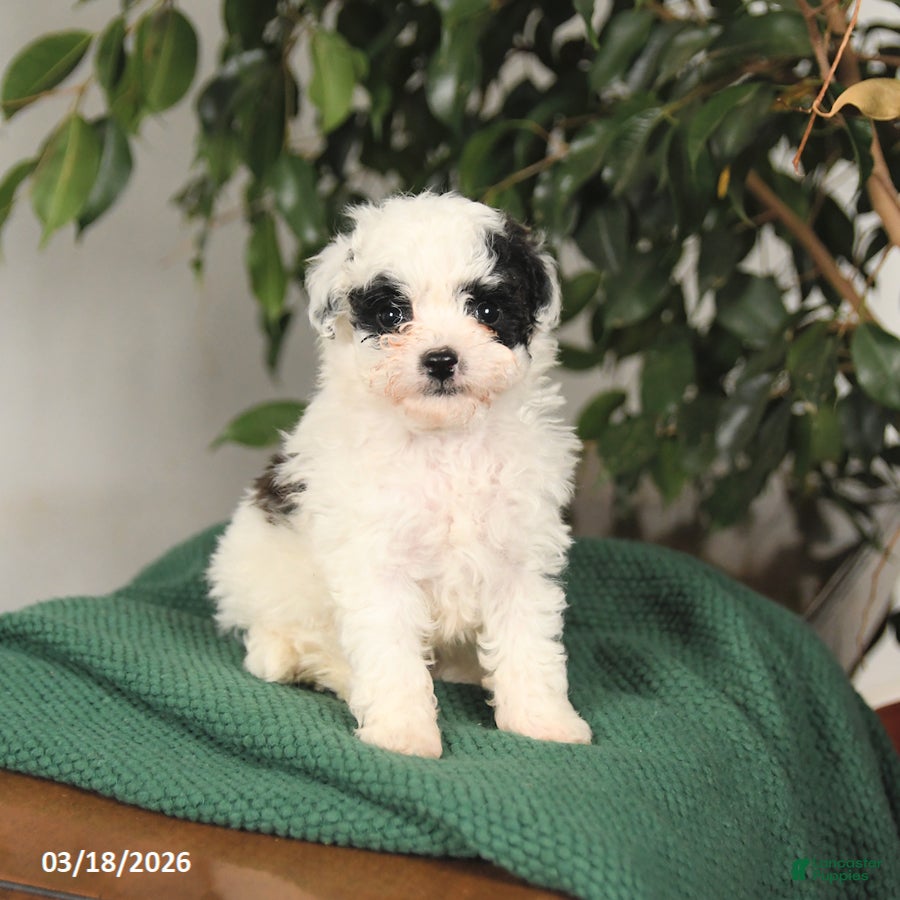 Toy Poodle dogs Buddy - Ad 1