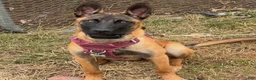 Belgian Malinois dogs for sale: Belgian Malinois- 7 months old  - Ad 1