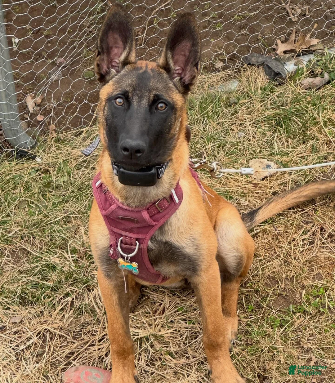 Belgian Malinois dogs for sale: Belgian Malinois- 7 months old  - Ad 1