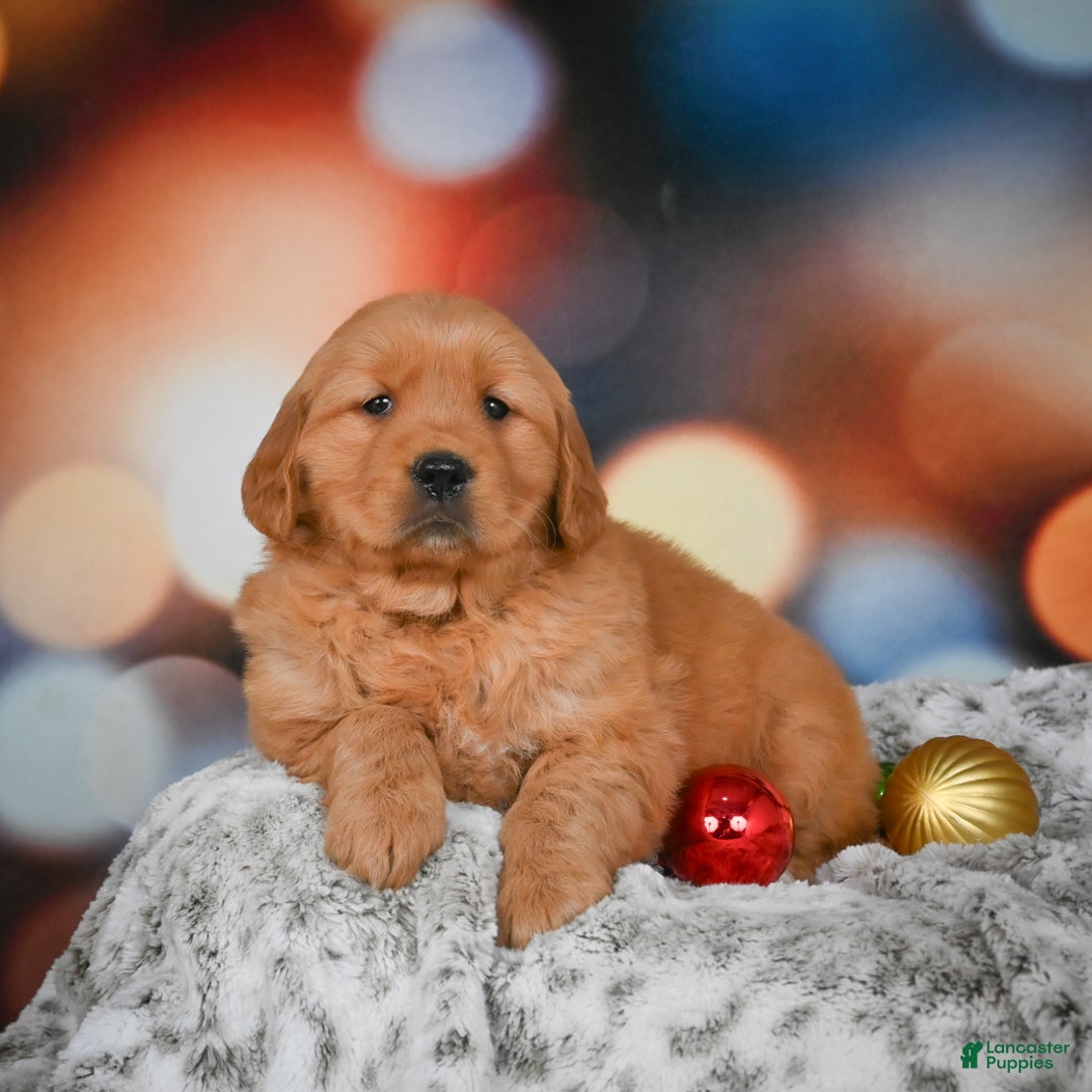 Golden Retriever dogs for sale: Bella - Ad 4