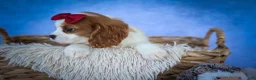 Cavalier King Charles Spaniel dogs for sale: Princeton🐶 - Ad 12