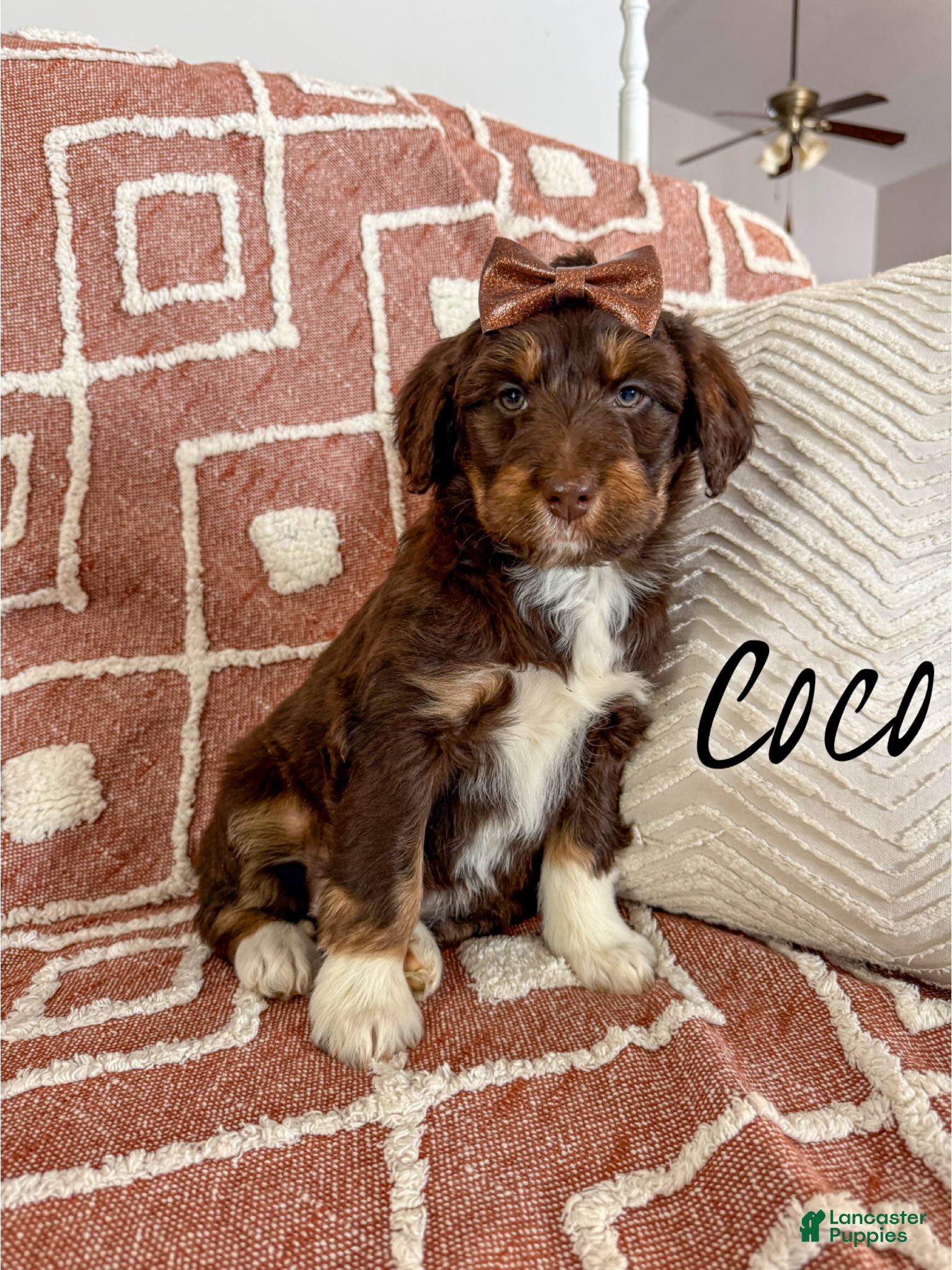 Aussiedoodle dogs Coco - Standard F1  - Ad 24