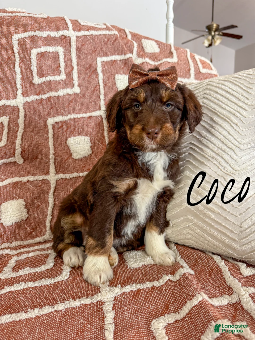 Aussiedoodle dogs for sale: Coco - Standard F1  - Ad 1