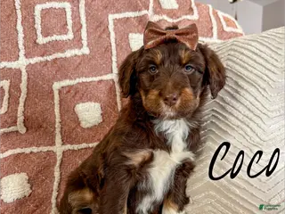 Aussiedoodle dogs Coco - Standard F1 - Ad 24