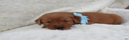 Golden Retriever dogs for sale: LESLIE - Ad 5
