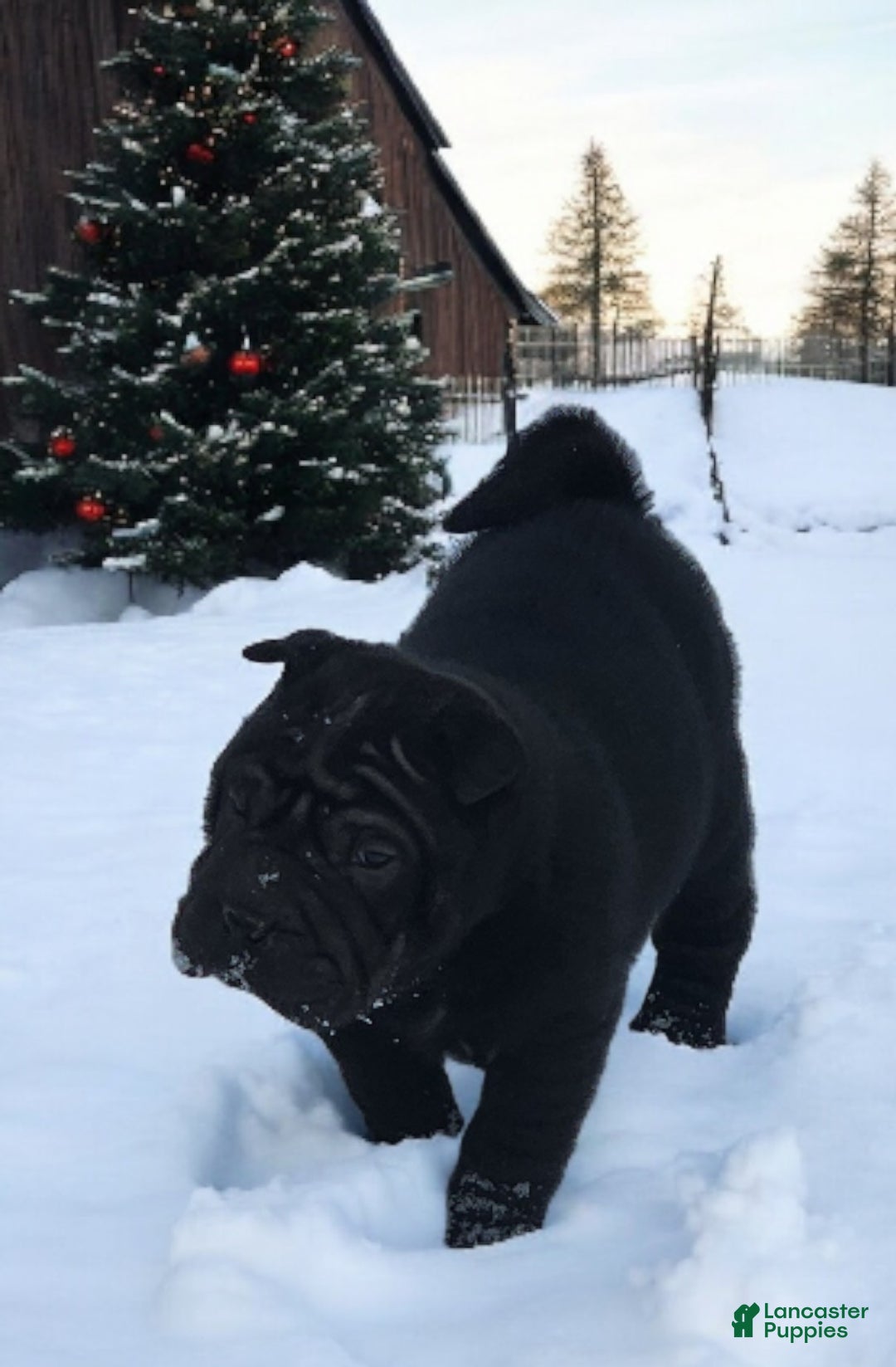 Shar Pei dogs for sale: Ebony mini  - Ad 2