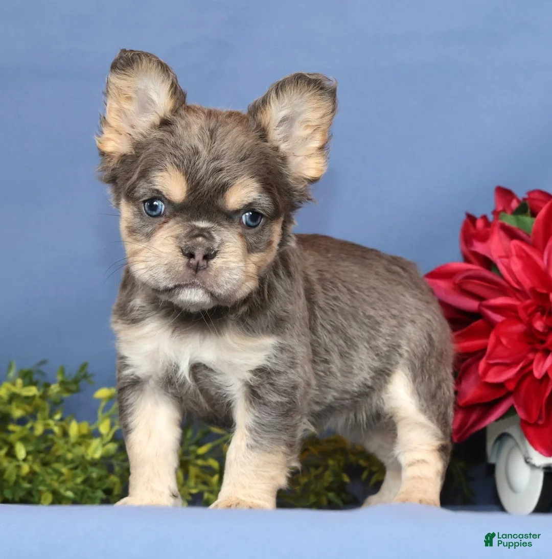 French Bulldog dogs for sale: Marla - Ad 1