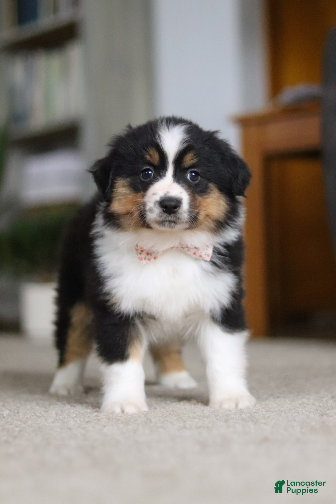 Miniature Australian Shepherd dogs for sale: Macy - Ad 8