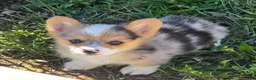 Welsh Corgi Pembroke dogs for sale: Gorgeous George  - Ad 15