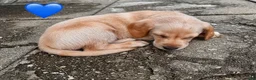 Labrador Retriever dogs for sale: Blue Collar Male - Ad 2