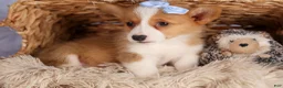 Welsh Corgi Pembroke dogs for sale: Barry🐾 - Ad 10