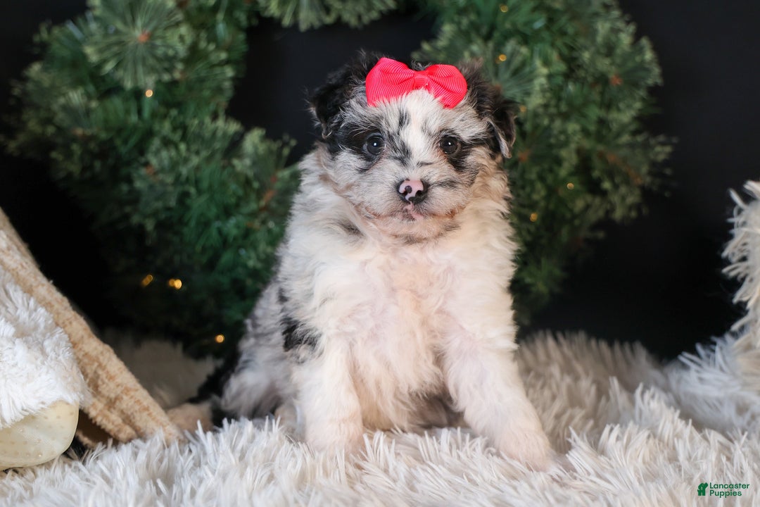 Mini Aussiedoodle dogs for sale: Gabby - Ad 1