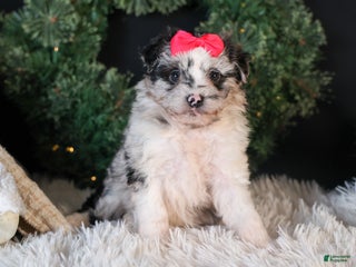 Mini Aussiedoodle dogs for sale: Gabby - Ad 3