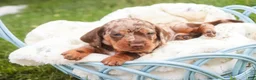 Miniature Dachshund dogs for sale: Cassidy Miniature Dachshund  - Ad 4
