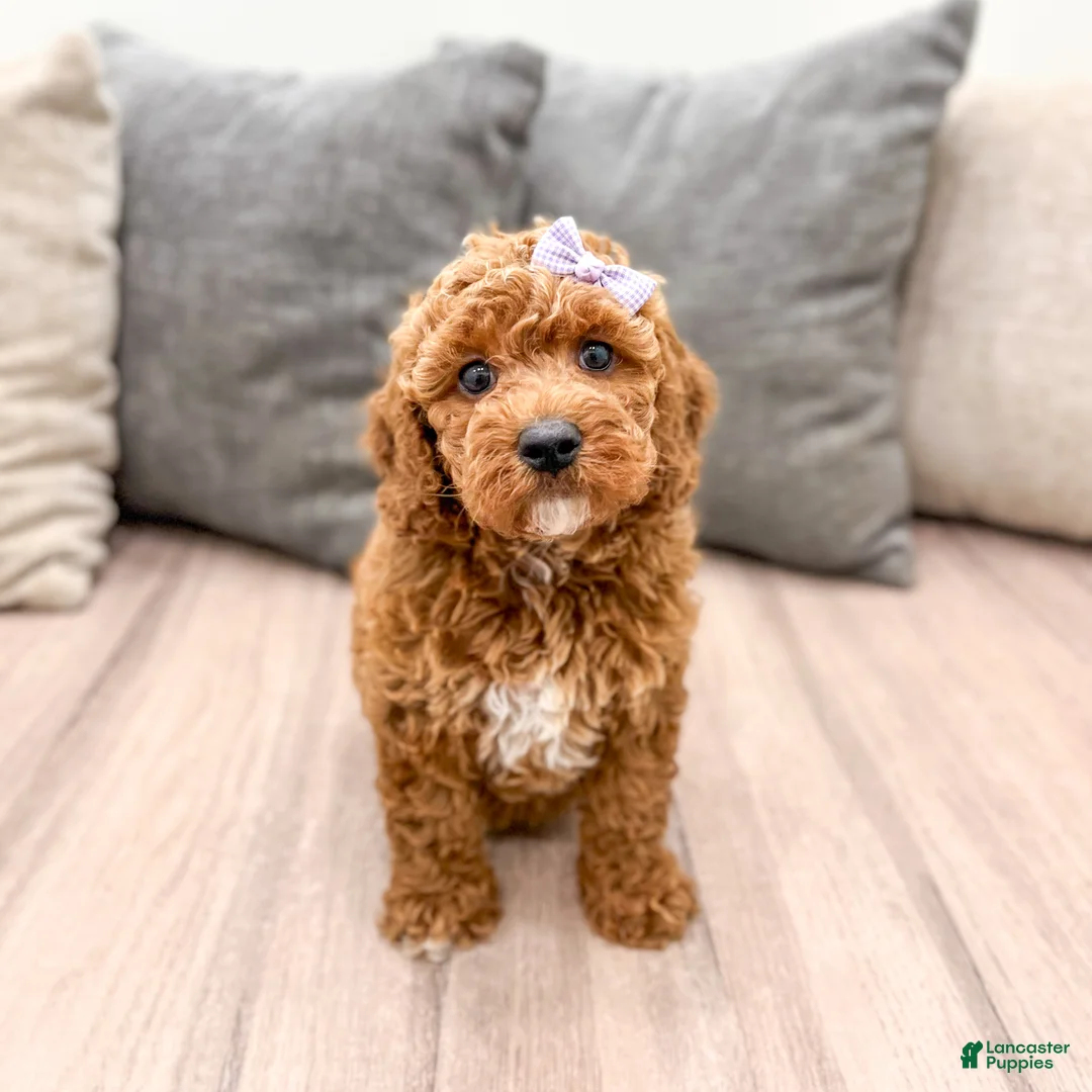 Miniature Poodle dogs for sale: Chloe - Ad 1