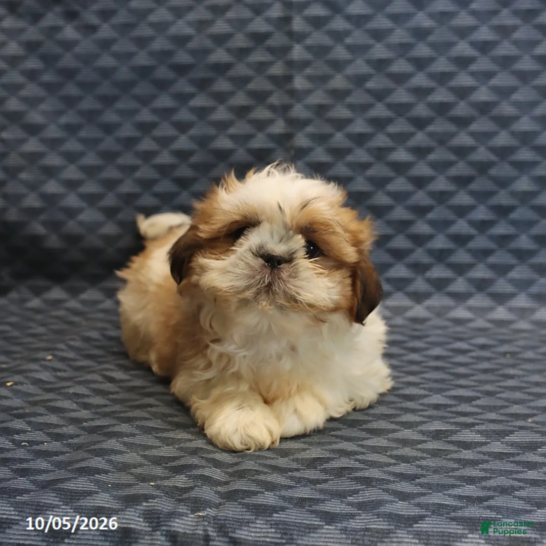 Shih Tzu dogs for sale: Peter - Ad 2
