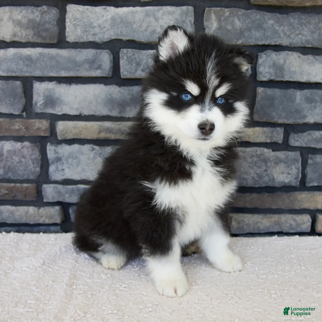 Pomsky dogs for sale: Finn - Ad 2