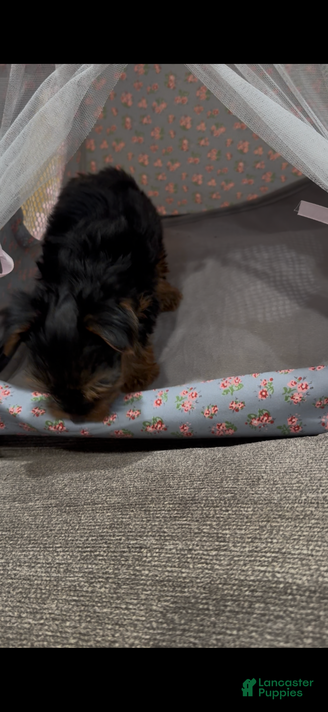 Yorkshire Terrier dogs Yorkshire Terrier 3 - Ad 41
