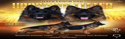 German Shepherd dogs for sale: German Shepherd 1 - Ad 4