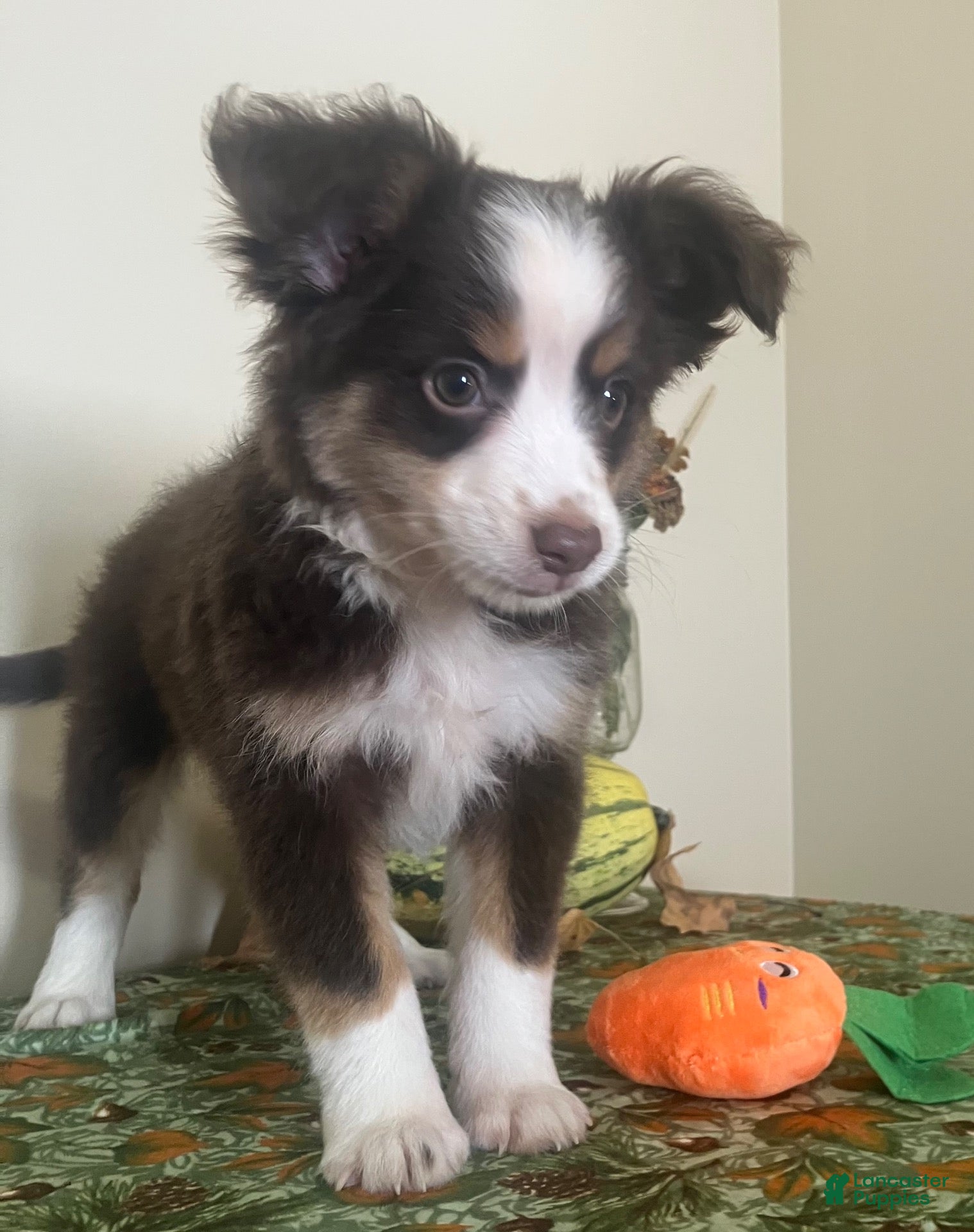 Toy Australian Shepherd dogs for sale: Toy Australian Shepherd 1 - Ad 2