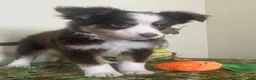 Toy Australian Shepherd dogs for sale: Toy Australian Shepherd 1 - Ad 1