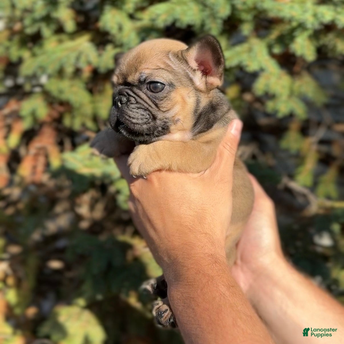 French Bulldog dogs French Bulldog Roscoe - Ad 32