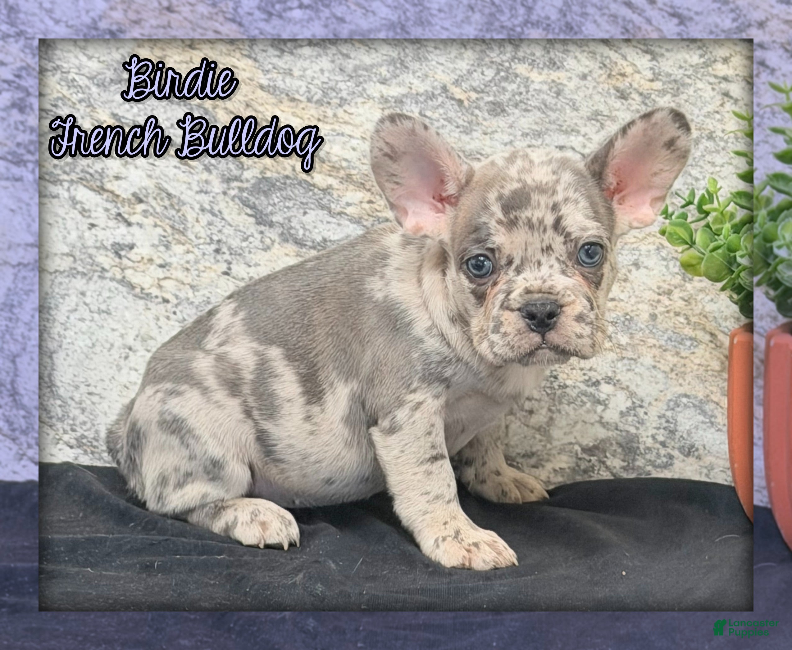French Bulldog dogs Birdie Female AKC French Bulldog - Ad 1