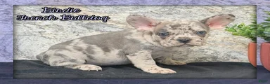 Birdie Female AKC French Bulldog