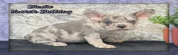 French Bulldog dogs for sale: Birdie Female AKC French Bulldog - Ad 1