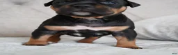 American Bully dogs for sale: Girl 3 - Ad 1