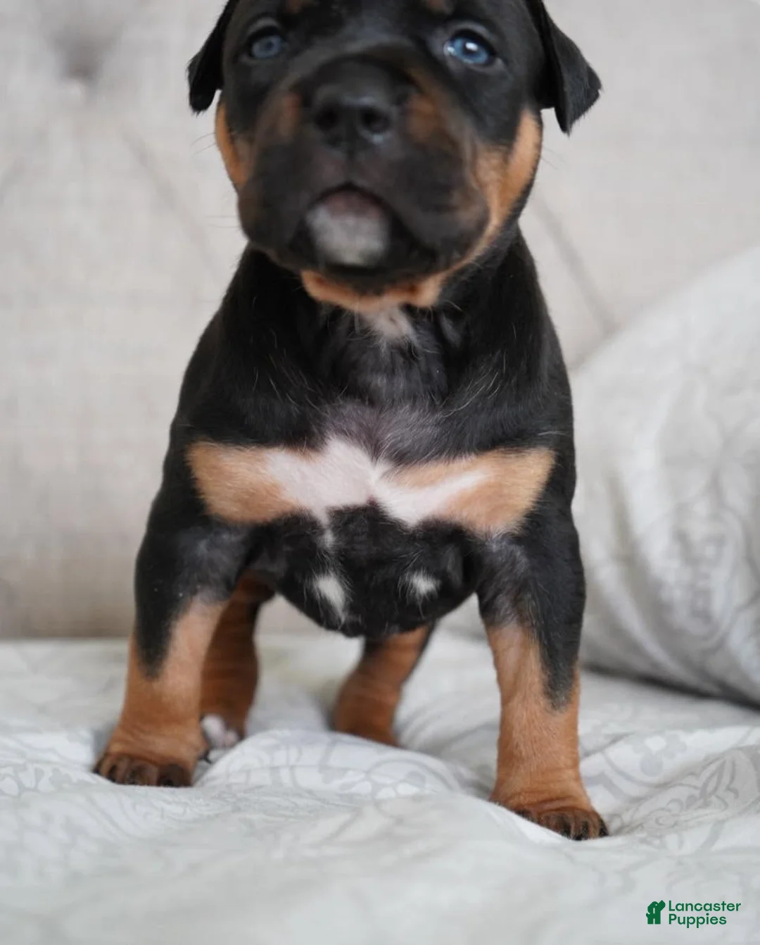 American Bully dogs for sale: Girl 3 - Ad 1