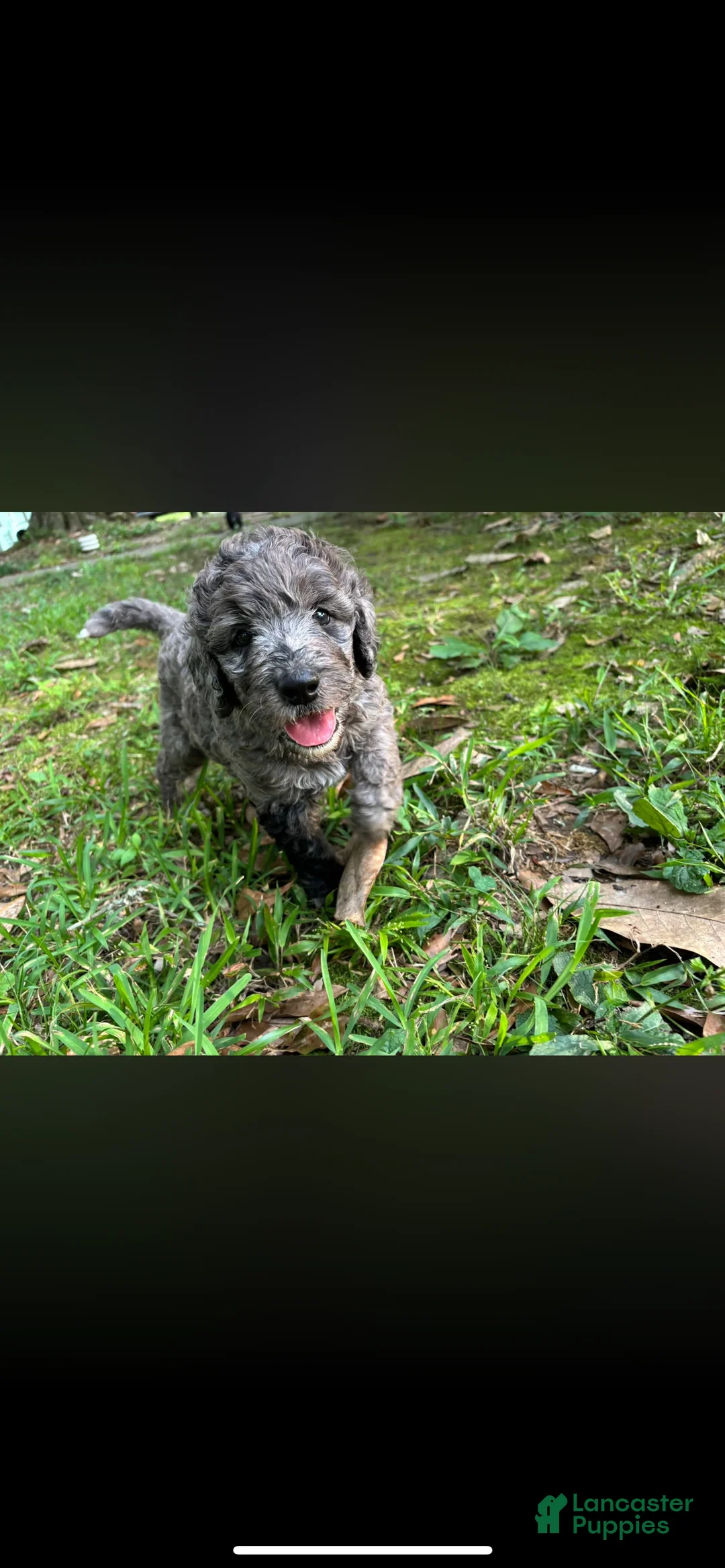 Mixed Breed dogs for sale: Miss Merle - Ad 2