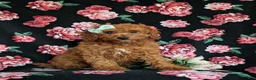 Cavapoo dogs for sale: Giselle - Ad 3