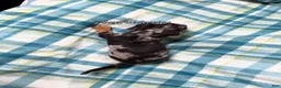 Miniature Dachshund dogs for sale: Black and Tan Silver Dapple Smooth Coat Male AKC  - Ad 4