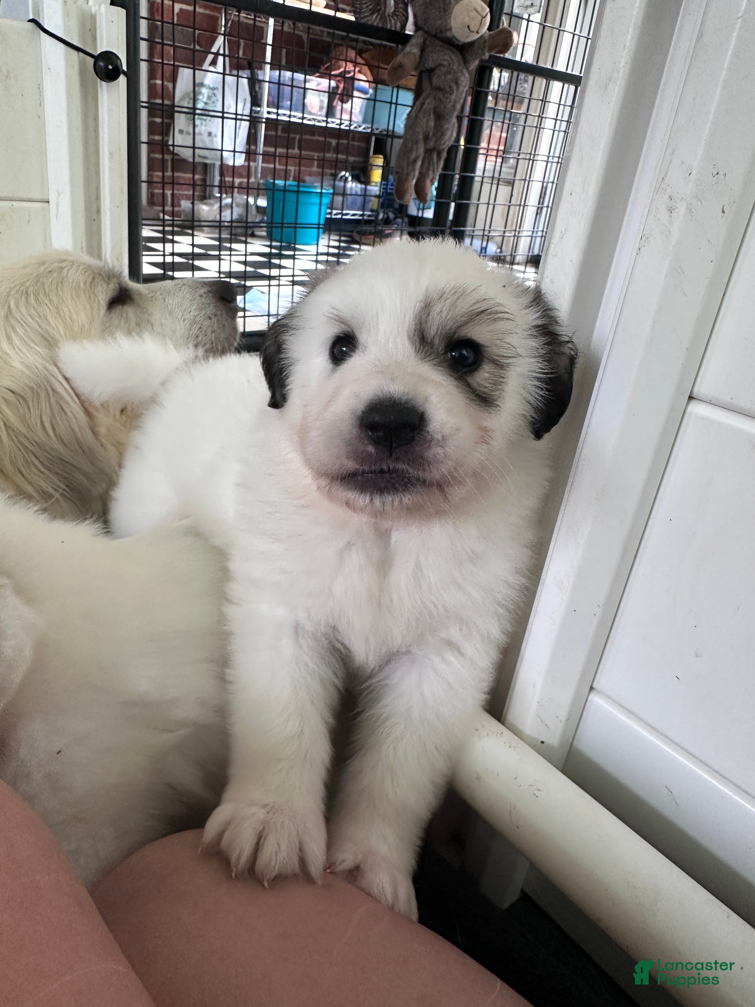 Great Pyrenees dogs Black-Eyed Susan - Ad 1