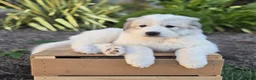 Great Pyrenees dogs for sale: Kate - Ad 4