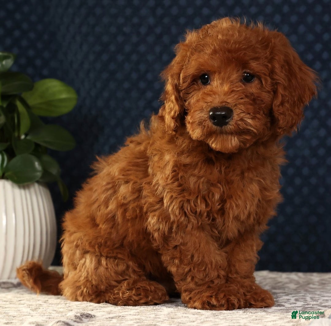 Bichpoo dogs for sale: Ender - Ad 3