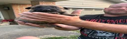 Belgian Malinois dogs for sale: Belgian Malinois 4 - Ad 2