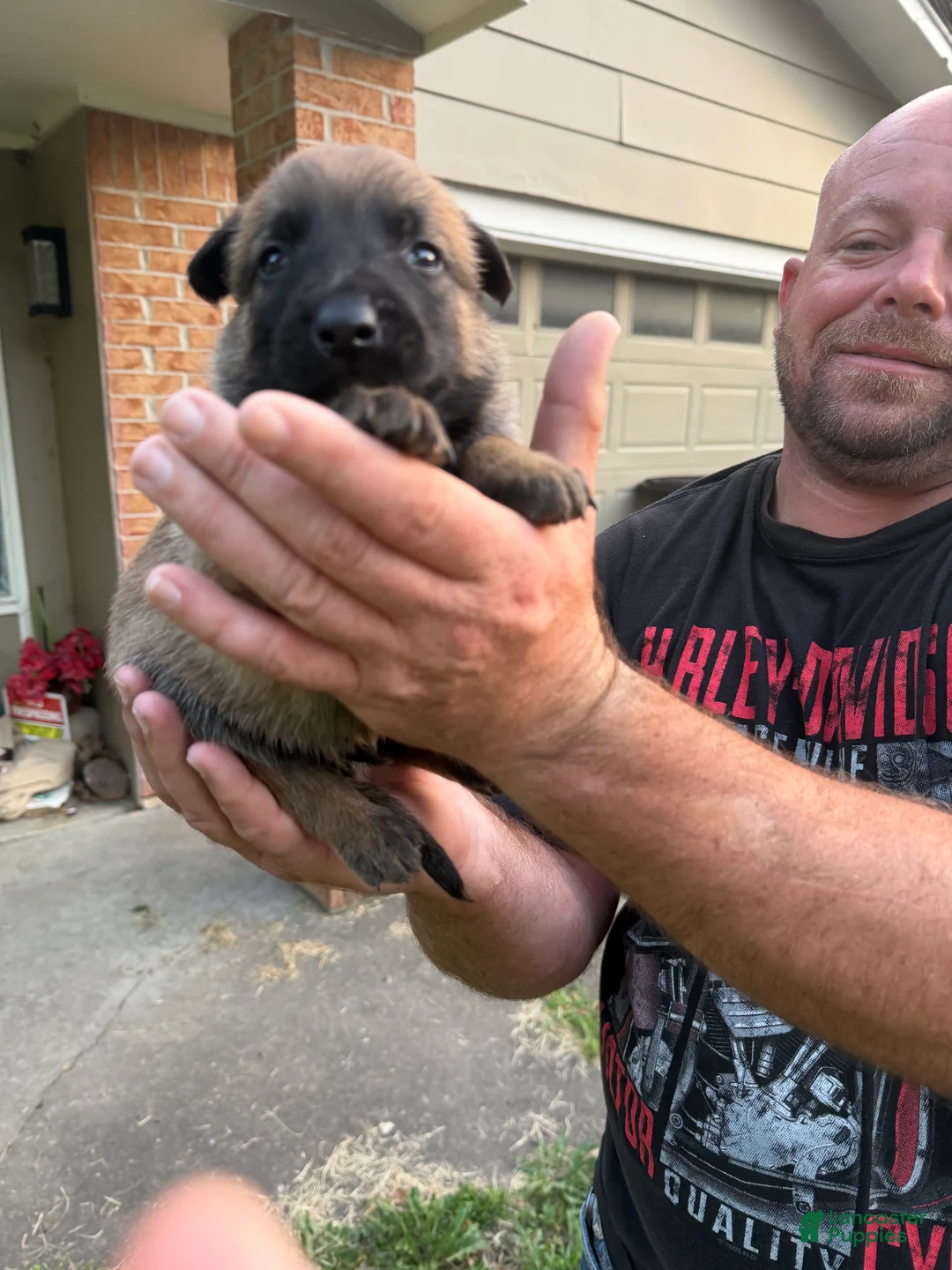Belgian Malinois dogs for sale: Belgian Malinois 4 - Ad 2