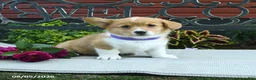 Welsh Corgi Pembroke dogs for sale: Regina - Ad 1