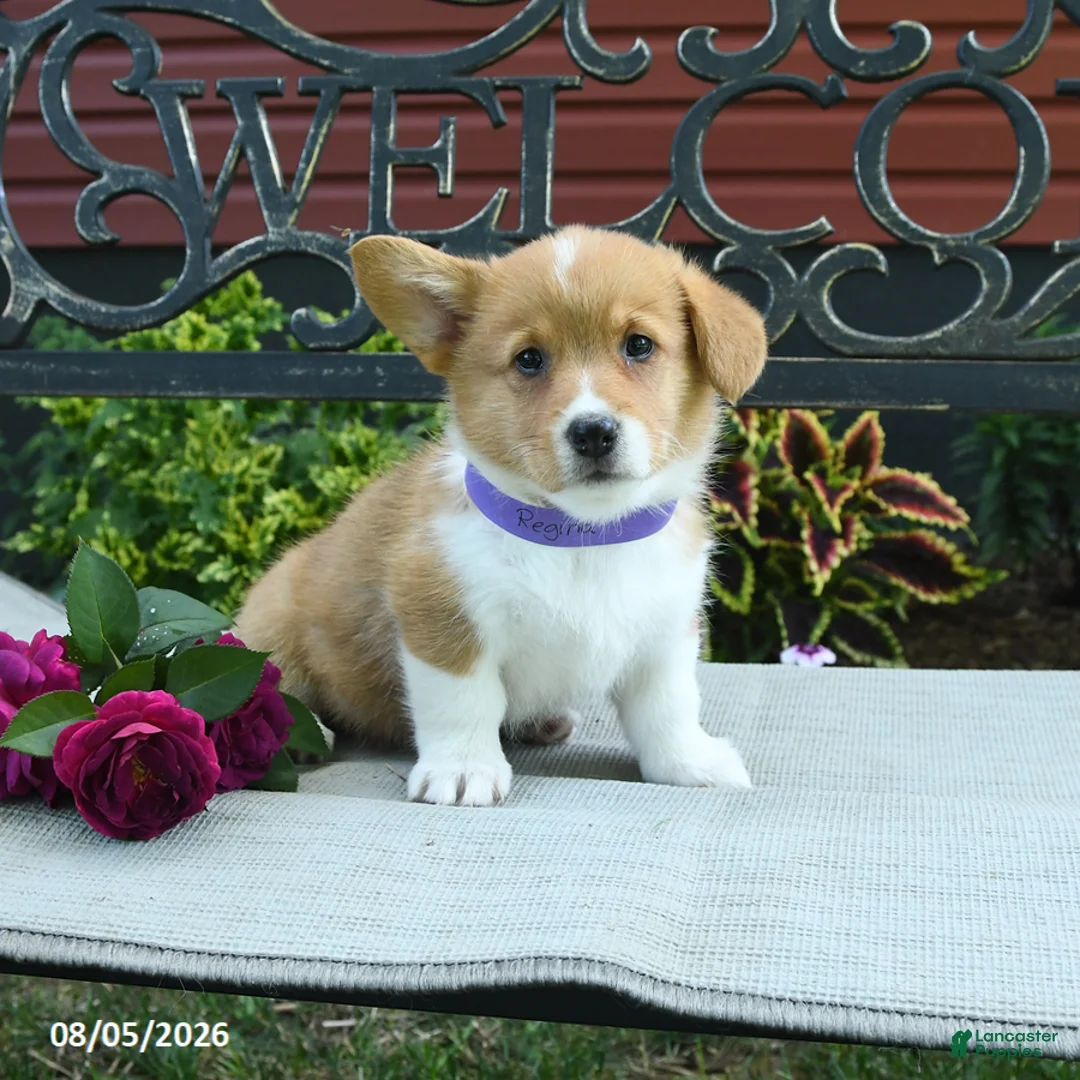 Welsh Corgi Pembroke dogs for sale: Regina - Ad 1